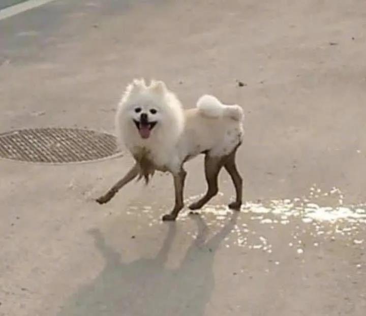 狗狗回乡过年前后大对比：你谁啊？我家狗呢！