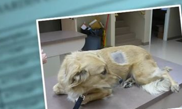狠心虐狗换毒 上兽医院骗止痛剂吸食