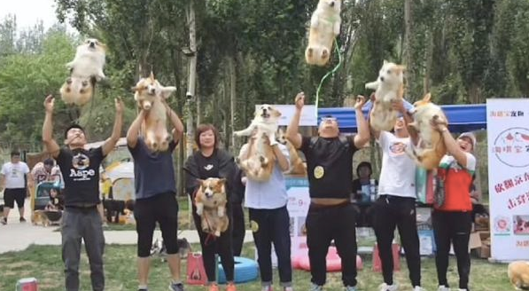 主人家怀着自己柯基合照，在其中许多人将狗丢到半空，柯基变直升机？