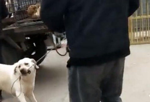 狗狗得知自己即将被卖掉，咬住绳子苦苦哀求：主人，别不要我！