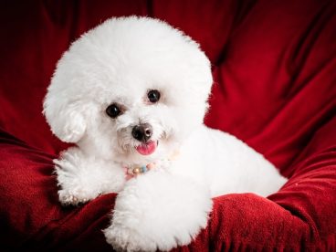可爱白色贵宾犬狗狗图片
