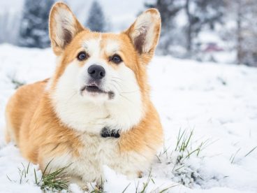冬季雪地可爱威尔士柯基犬撒欢图片