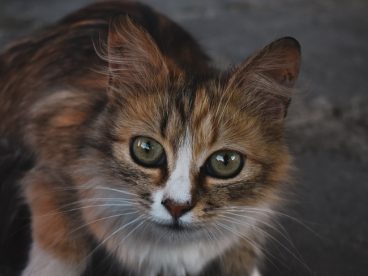 街头可爱狸花猫图片