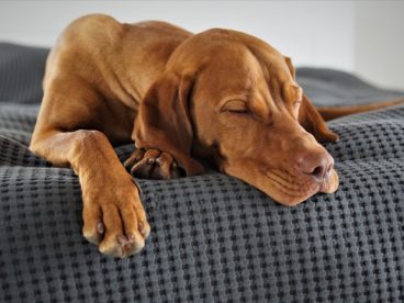 宠物猎犬睡觉图片