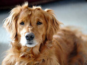 一只金毛寻回犬图片