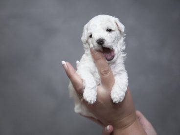 白色幼犬图片