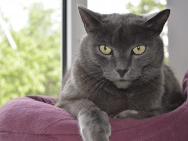 灰色宠物猫呆萌图片