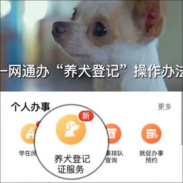 闵行首推犬只免疫和登记“一门受理”，狗狗也能体验“一网通办”