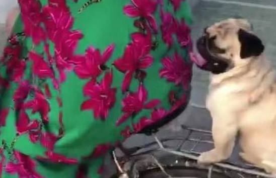 你家狗狗喜欢坐在自行车吗？这只巴哥犬表现萌炸了！