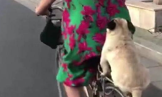 你家狗狗喜欢坐在自行车吗？这只巴哥犬表现萌炸了！