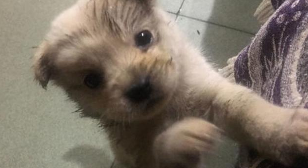小伙子下班道上被小奶狗碰瓷党，狗狗：你没带我走，我不松嘴