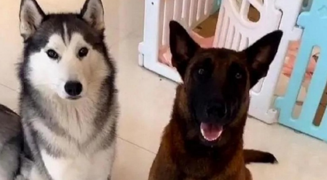 哈士奇婚娶马犬竟遭网友催更：快使我们看一下它俩子孙后代长啥样