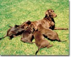 犬子痫（产褥热、牛奶热、低钙血症）
