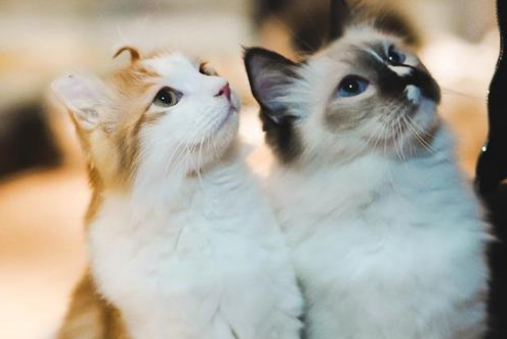 猫咪乐园红，替人赚钱的工具猫狗