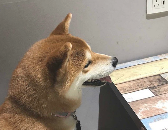 主人带柴犬去用餐，它坐下来等上菜的情况下停不住的笑，太激动了吧！