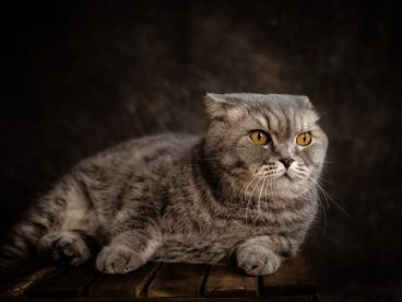 苏格兰折耳猫摄影图片