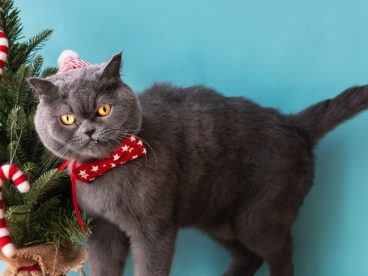 可爱小猫咪卖萌图片