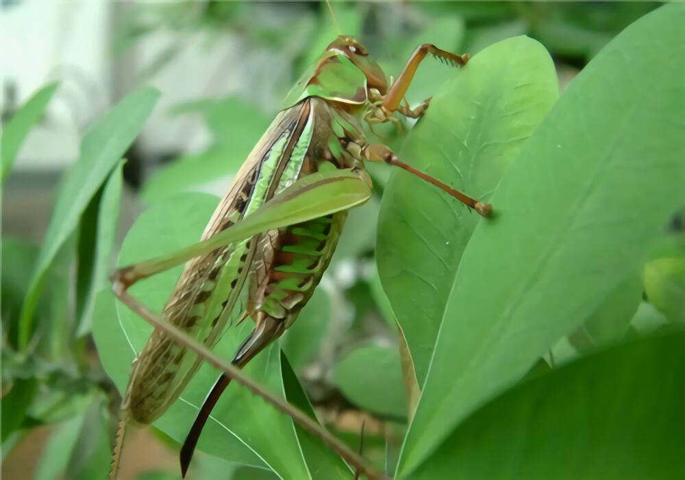 蝈蝈身份信息