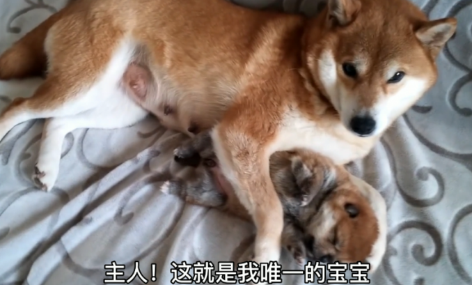 柴犬牢牢地抱着小奶狗，还不许主人去碰，狗：千万别送它走了