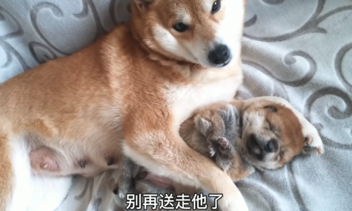 柴犬牢牢地抱着小奶狗，还不许主人去碰，狗：千万别送它走了