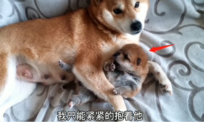 柴犬牢牢地抱着小奶狗，还不许主人去碰，狗：千万别送它走了