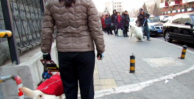 狭路相逢，萨摩耶挑衅导盲犬，导盲犬：你叫累了我再走
