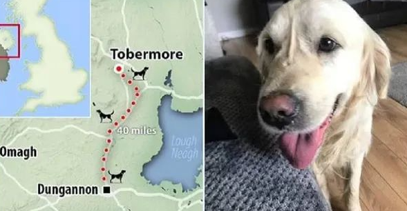 跟新主人回家秒逃脱，黄金猎犬穿越64km回旧家！