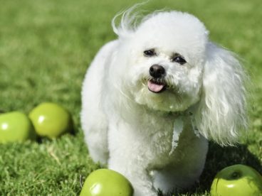 白色毛茸茸比熊犬图片