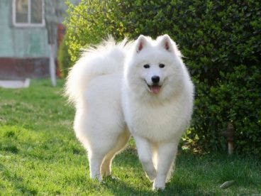 狐狸狗图片