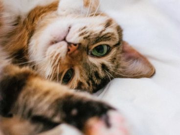 可爱短毛虎斑猫图片