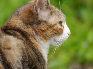 春日户外可爱小猫抓拍图片
