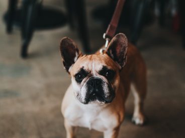 纯种成年法斗犬图片