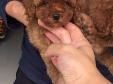 小泰迪，乖不乖自己。宝贝在我们心里永远是个孩子
