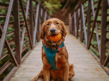 户外可爱金毛犬图片