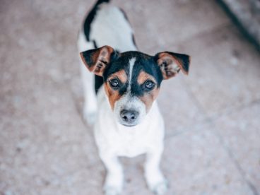 呆萌中华田园犬图片