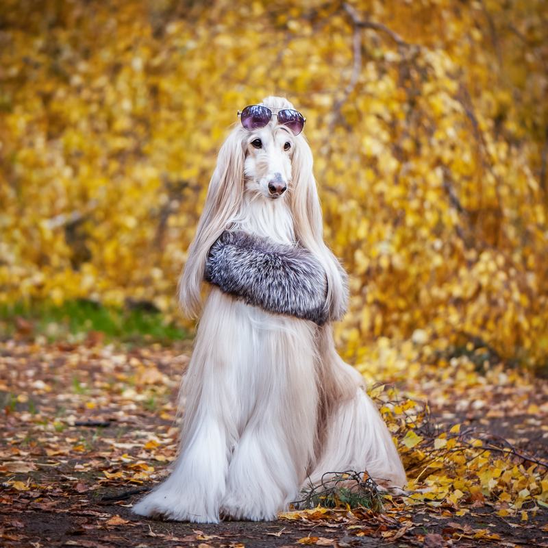 雪纳瑞犬:独特魅力的宠物伙伴