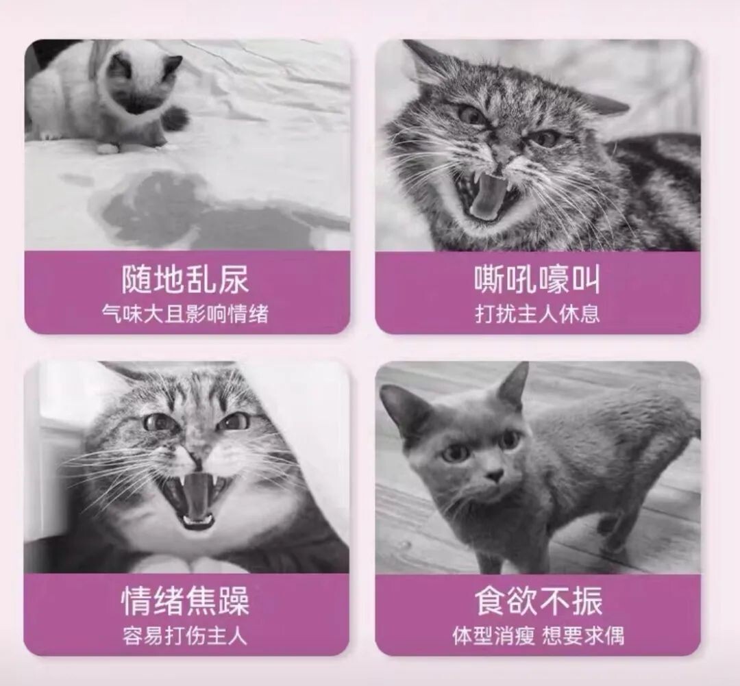 宠物发情喂避孕药可以吗？这些后果需要考虑