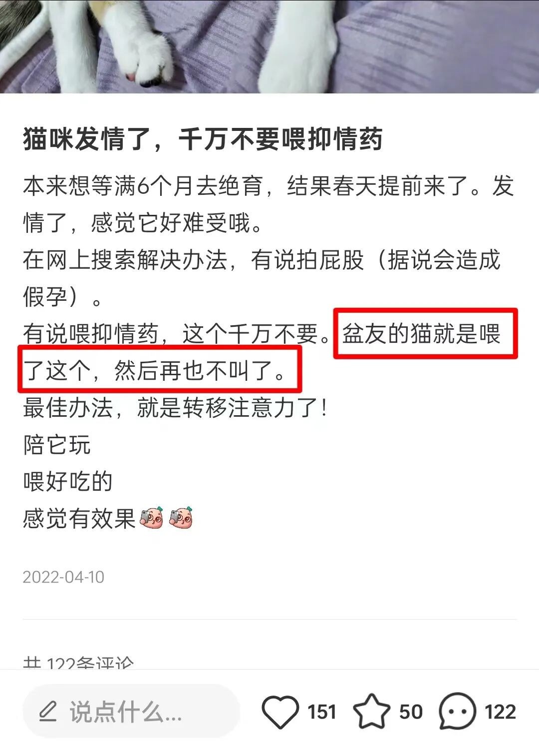 宠物发情喂避孕药可以吗？这些后果需要考虑