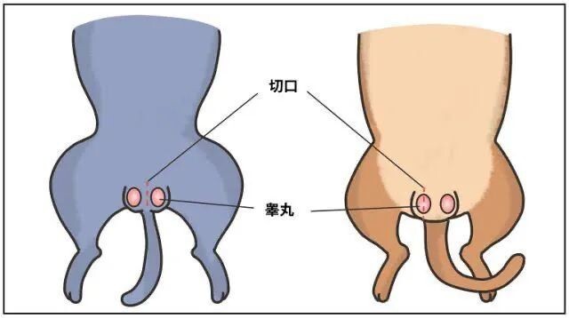 宠物发情喂避孕药可以吗？这些后果需要考虑