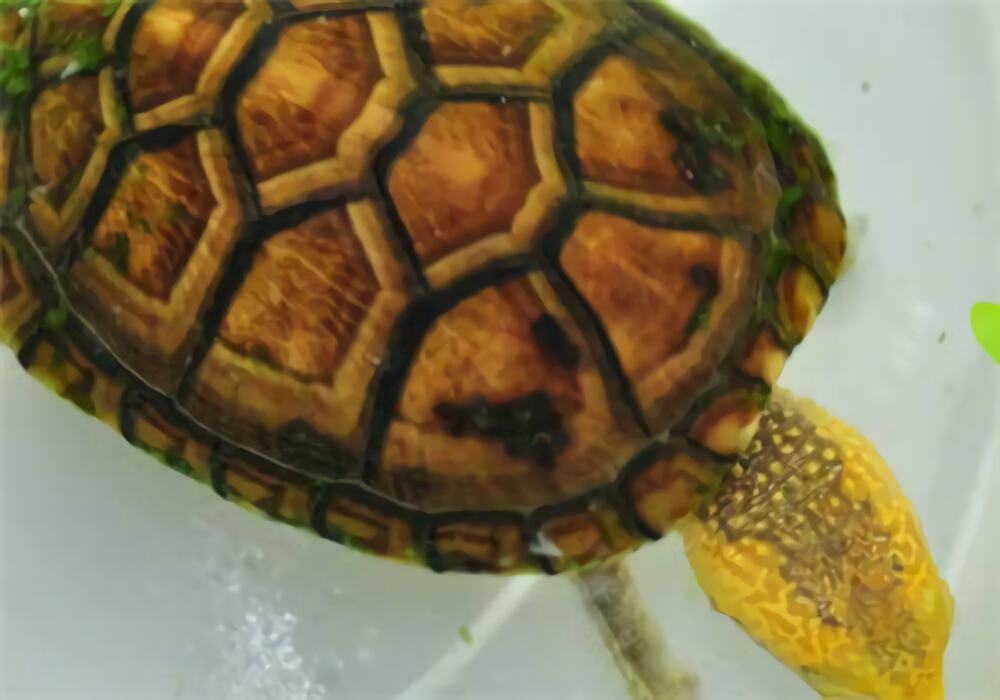 白唇泥龟身份信息
