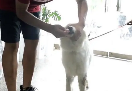 得知萨摩耶患犬瘟,大哥直言把它卖狗肉馆