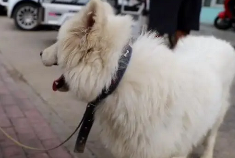 得知萨摩耶患犬瘟,大哥直言把它卖狗肉馆