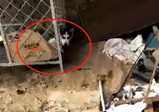 给二哈买的笼子太大，狗狗总被卡在窟窿上，主人：记吃不记打！