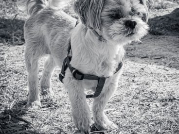 西施犬黑白摄影图片
