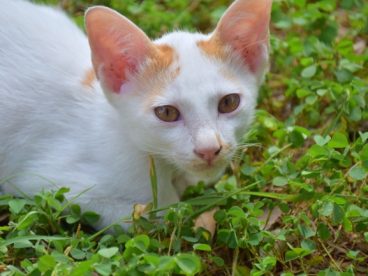 草丛里白色小猫图片