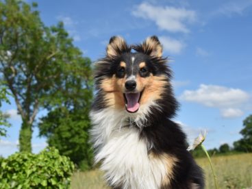 户外树林草地牧羊犬摄影图片
