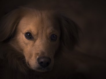 狗狗肖像图片