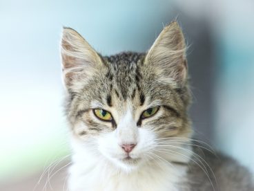 高清可爱西伯利亚猫图片