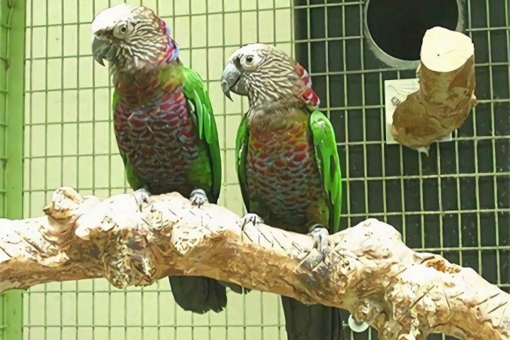 鳞头鹦哥身份信息