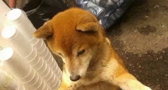 17岁柴犬痴呆走不动路，睡醒见不到主人，狗狗居然伤心到哽咽流泪
